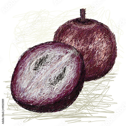 star apple cross section. photo