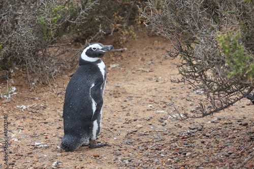 Magellanpinguine photo