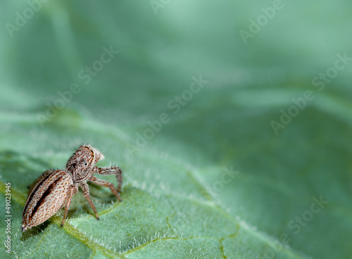 Arachnid