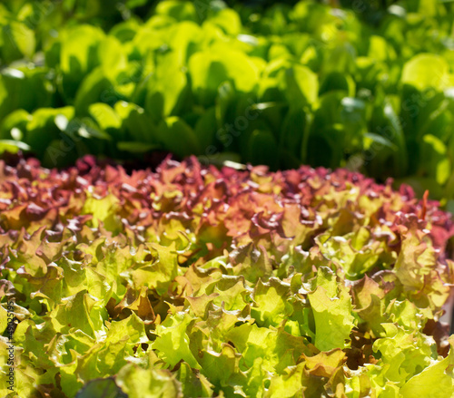 endive lettuce vegetables sprouts textures