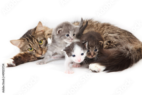 Fototapeta Naklejka Na Ścianę i Meble -  Funny kittens