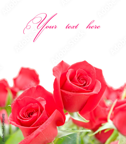 Red roses flowers on white background