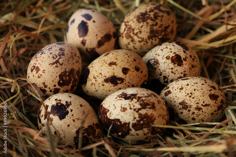 Quail eggs Quail eggs