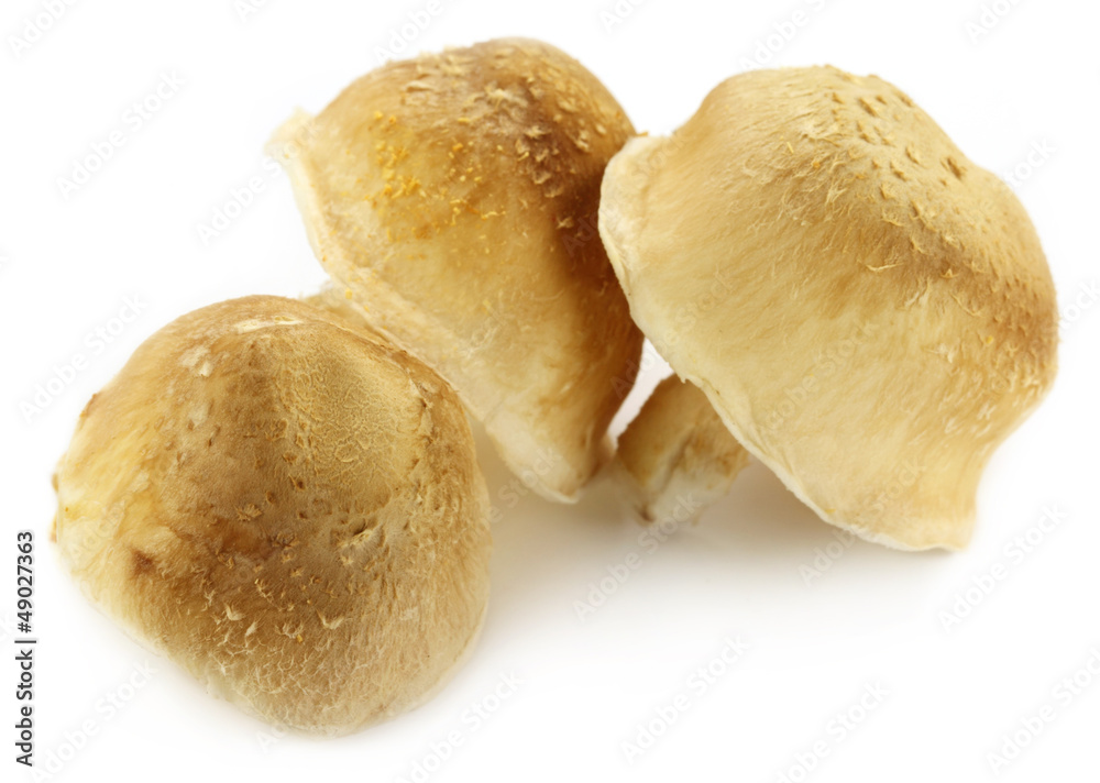 Edible Shiitake Mushroom over white background Edible Shiitake Mushroom over white background