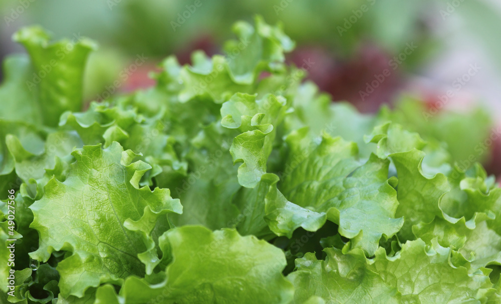 Fresh lettuce closeup Fresh lettuce closeup