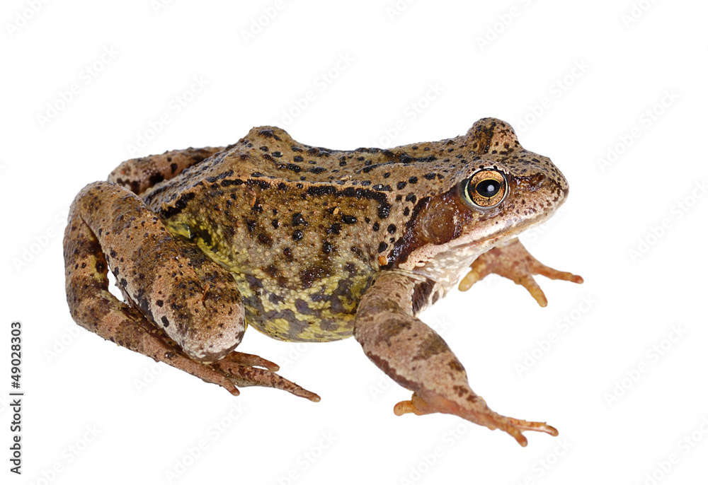 frog frog