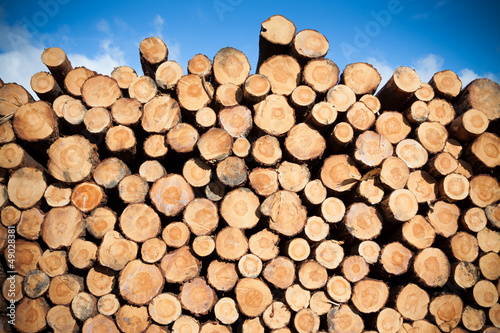 Deforestation