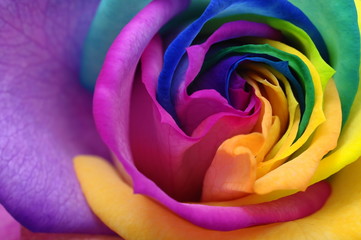 Fototapete Macro Bunte Regenbogenrose im Detail  © fullempty