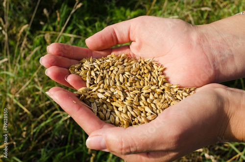 woman hands harvest ripe wheat cereal grain autumn