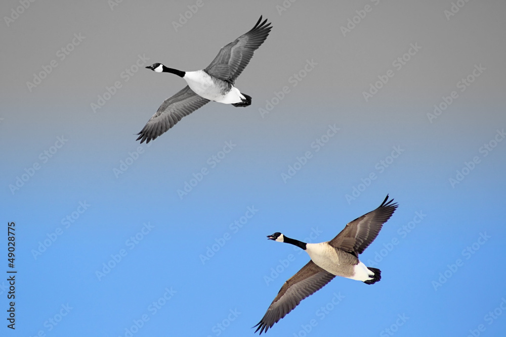 Pair Of Canada Geese Flying Free - 2 tone sky background