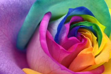 Fototapete Macro Regenbogenrose mit bunten Blütenblättern  © fullempty