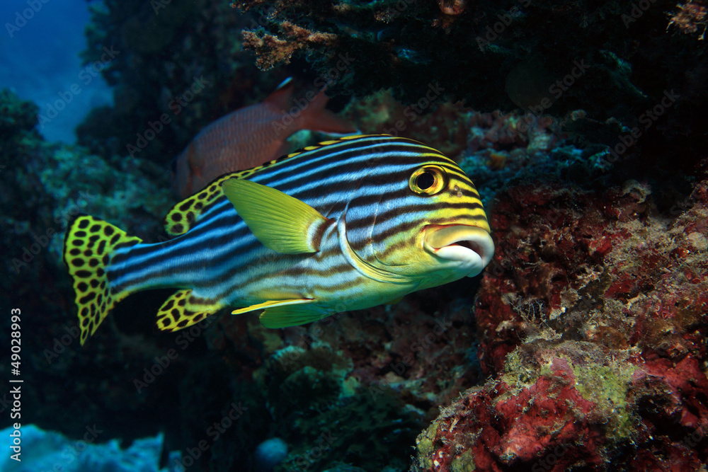 Orient Süsslippe (Plectorhinchus orientalis) Orient Süsslippe (Plectorhinchus orientalis)