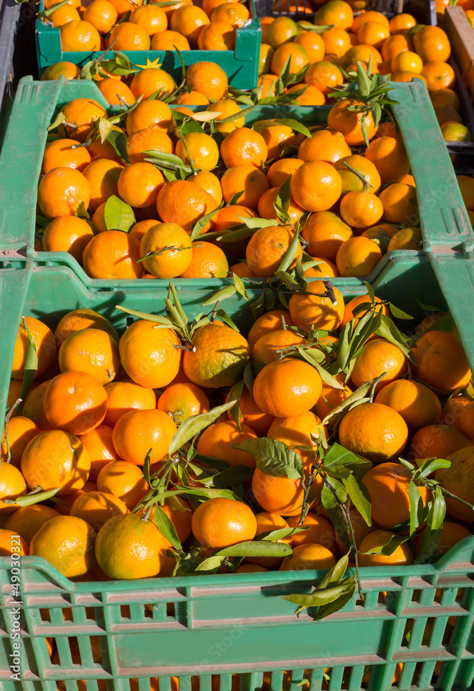 Orange tangerine fruits in harvest in a row baskets