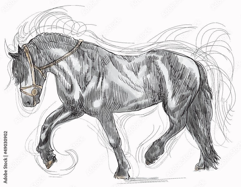 Naklejka horse - hand drawing into vector