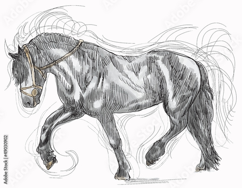 horse - hand drawing into vector