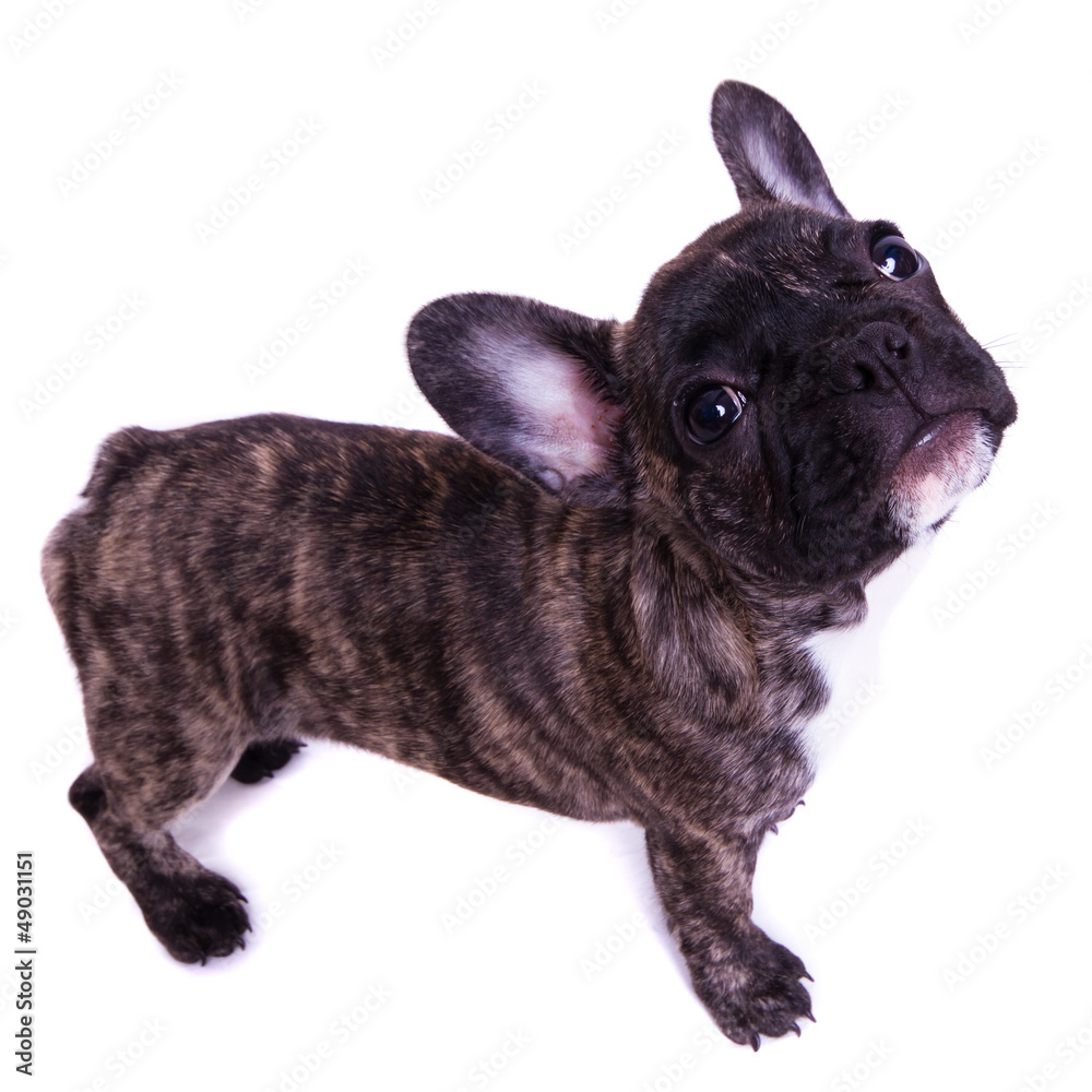 french bulldog stand - isolated on white