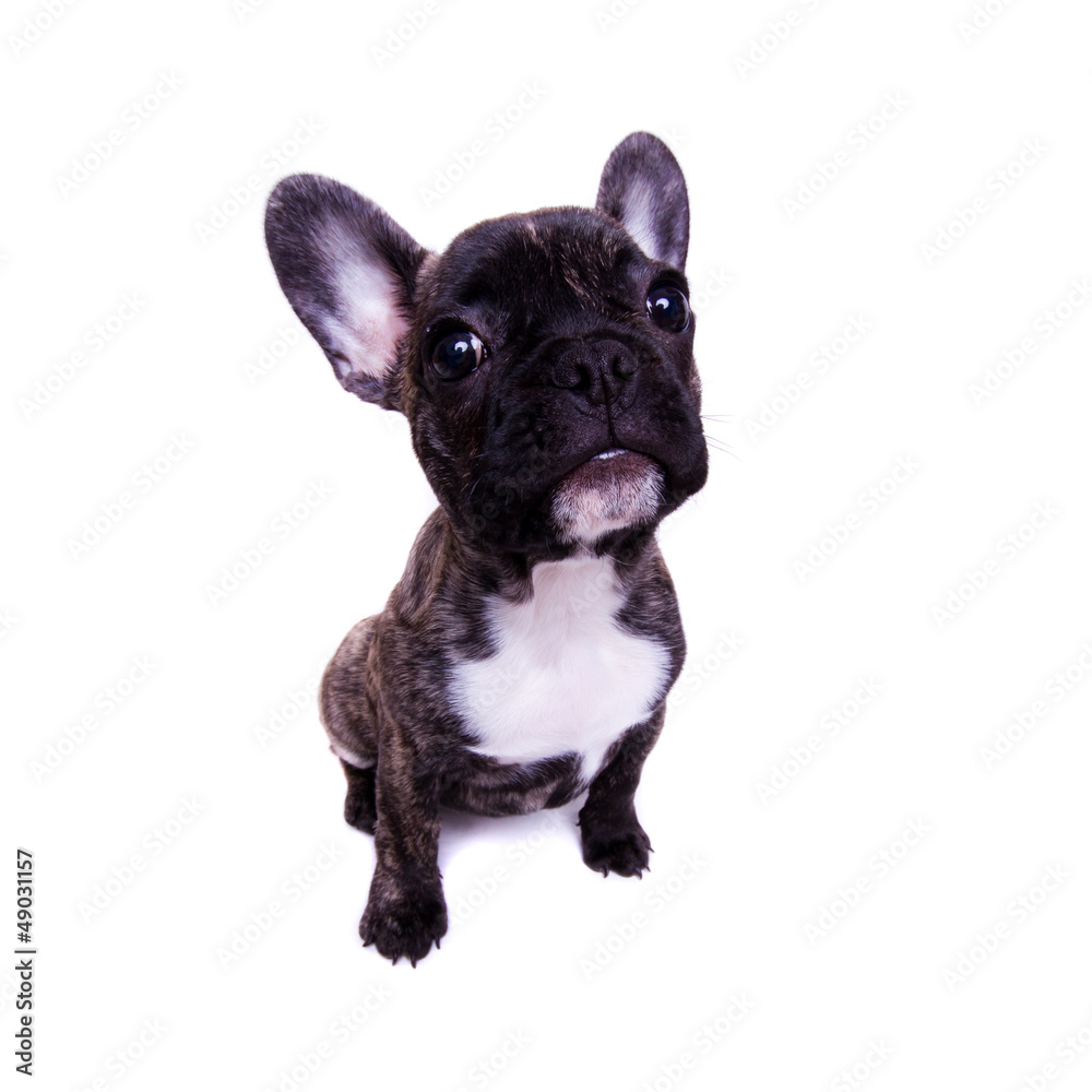 funny french bulldog portrait - isolated on white