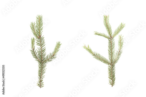 Two green christmas twigs