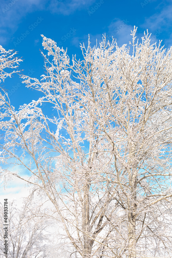 Winter tree with ice and blue sky