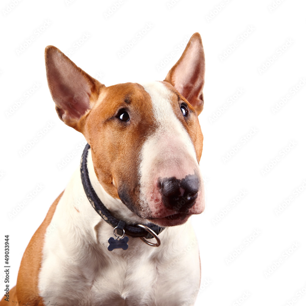 Portrait of a red bull terrier