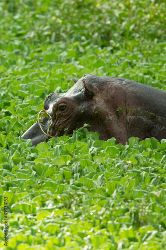 Hippopotamus in a lake with lilly plants