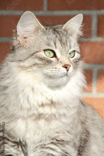 Esemplare femmina del gatto siberiano, pelo silver