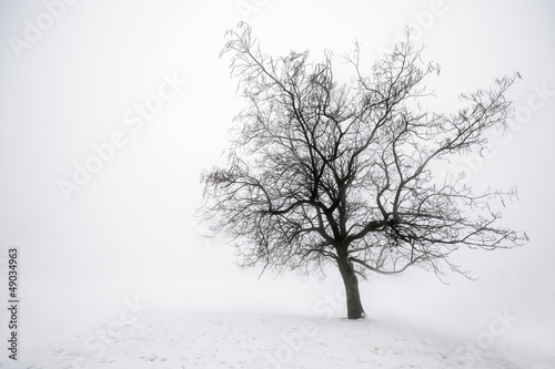 Plakat śnieg drzewa pejzaż nagi