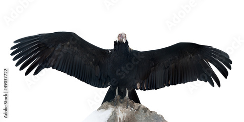 Andean condor.  Isolated over white photo