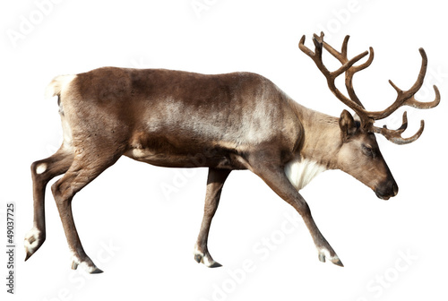 Reindeer. Isolated over white photo