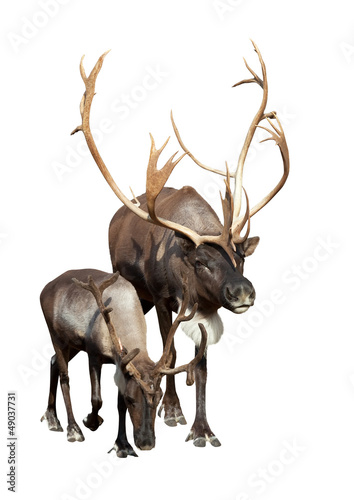 Two caribou over white background