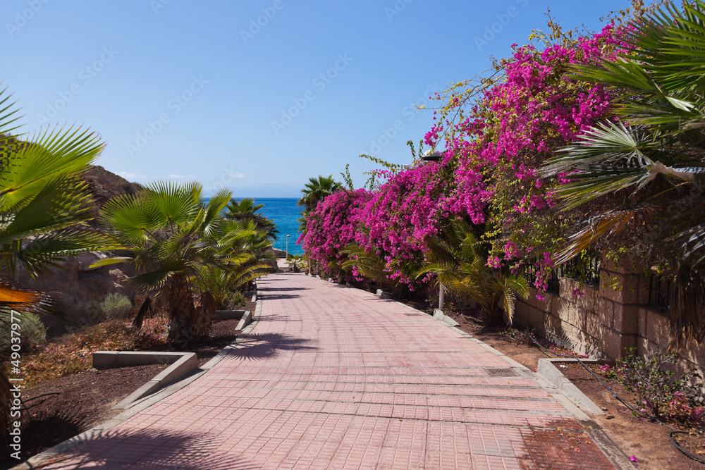 Fototapeta premium Footpath to beach in Tenerife island - Canary