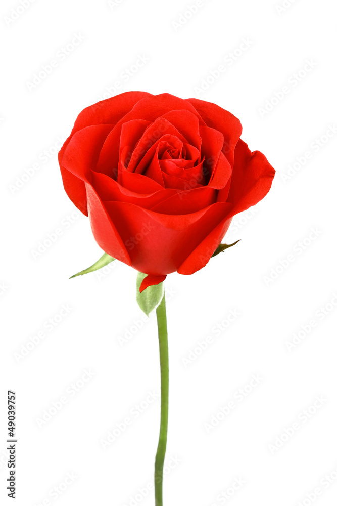Single red rose flower isolated on white background Single red rose flower isolated on white background