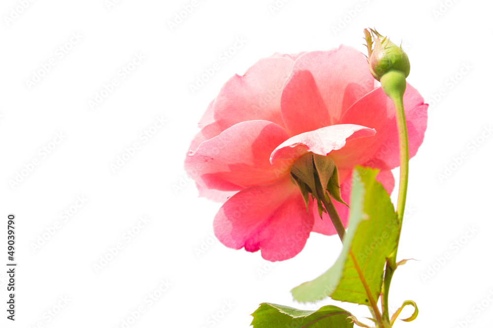 pink rose isolated pink rose isolated