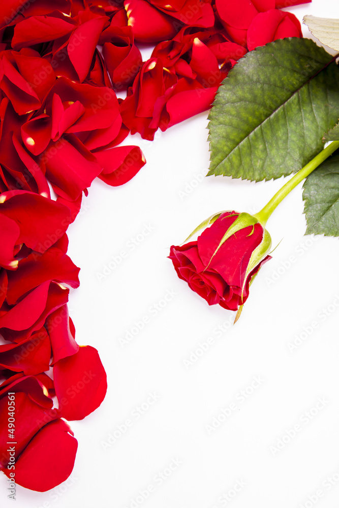 Red rose with rose petals