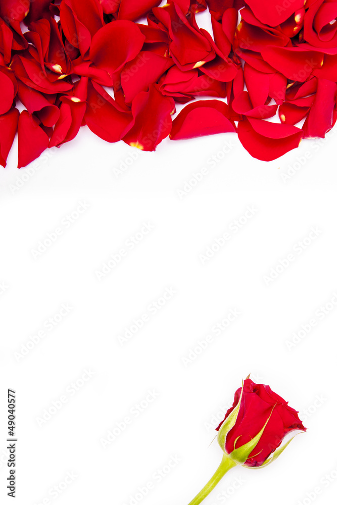 Red rose with rose petals