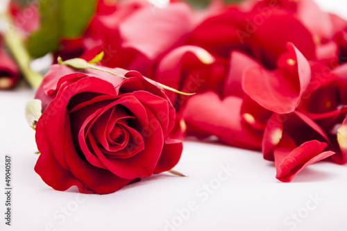 Red rose with rose petals