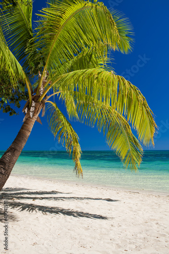 Fototapeta Naklejka Na Ścianę i Meble -  Palm tree over the beach overlooking tropical lagoon