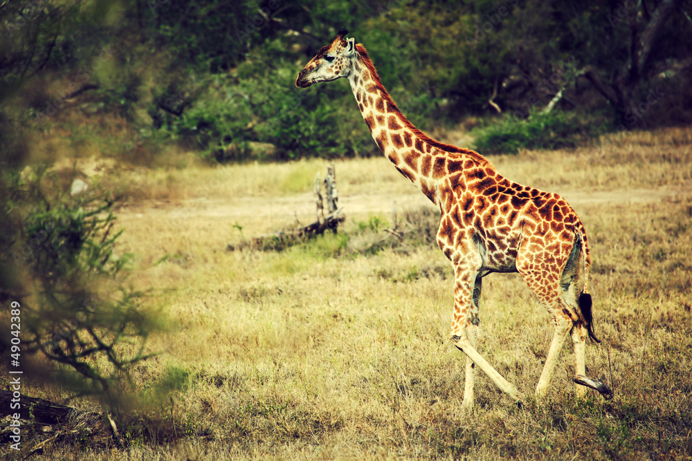 Obraz premium Giraffe on African savanna. Safari in Serengeti