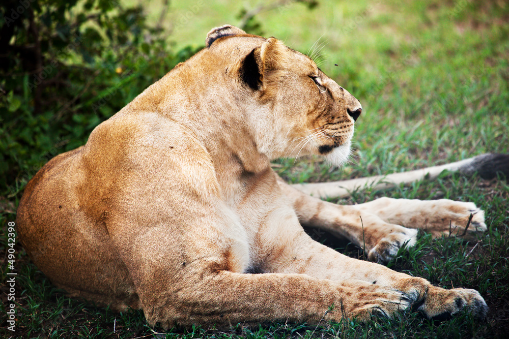 Female lion lying. Safari in Serengeti, Tanzania, Africa Female lion lying. Safari in Serengeti, Tanzania, Africa