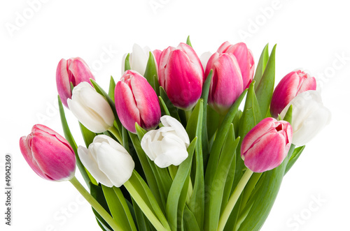 Tulpen in pink und weiß