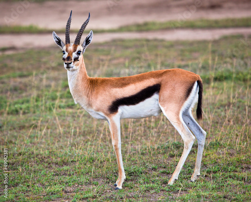 Thomson s gazelle on savanna in Africa. Safari in Serengeti