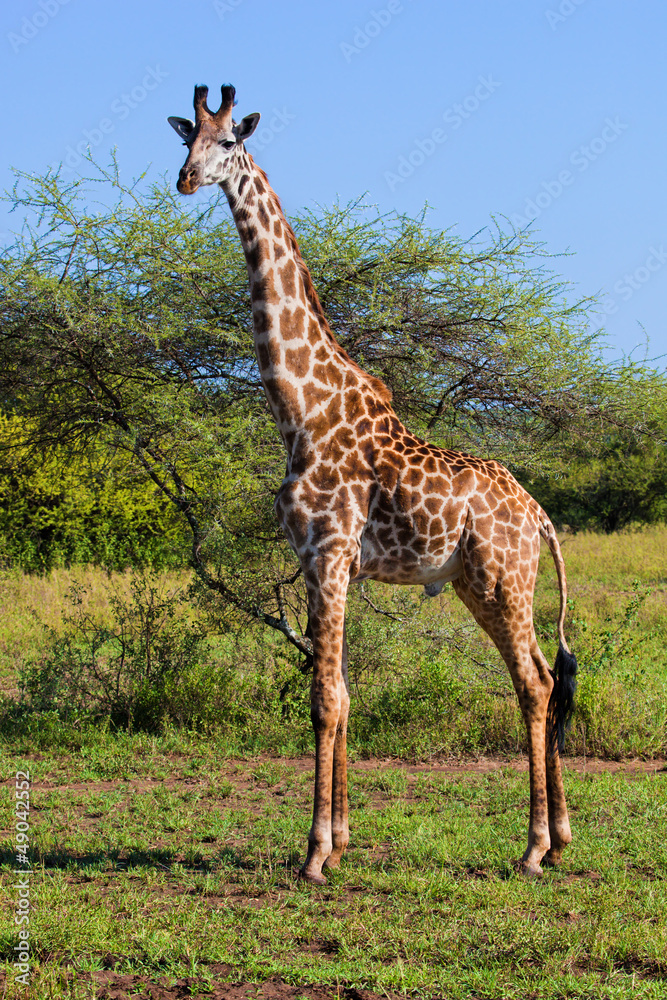 Giraffe on savanna. Safari in Serengeti, Tanzania, Africa