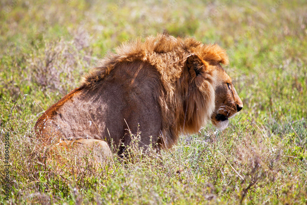 Young adult male lion on savanna. Safari in Serengeti, Africa Young adult male lion on savanna. Safari in Serengeti, Africa