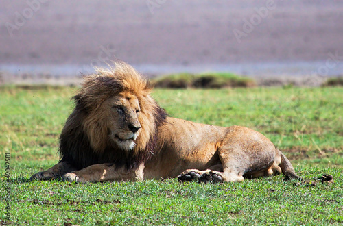Big lion on savanna. Safari in Serengeti  Tanzania  Africa