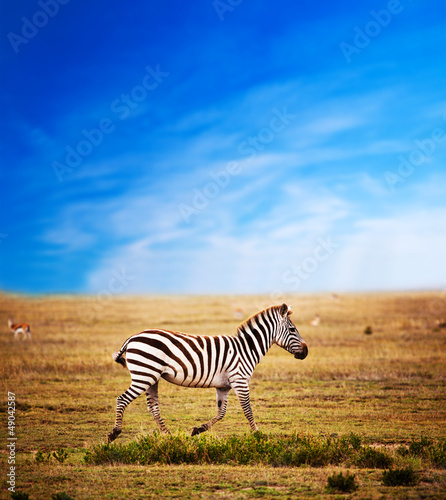 Photography Zebra on African savanna. Safari in Serengeti