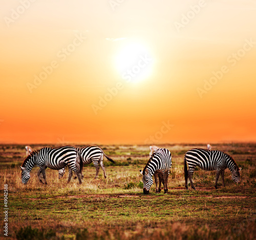 Zebras herd on African savanna at sunset. Safari in Serengeti