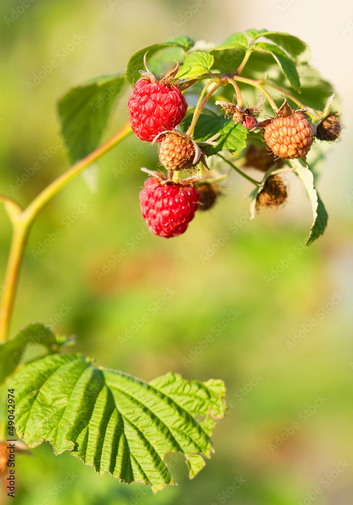 Red raspberry Red raspberry