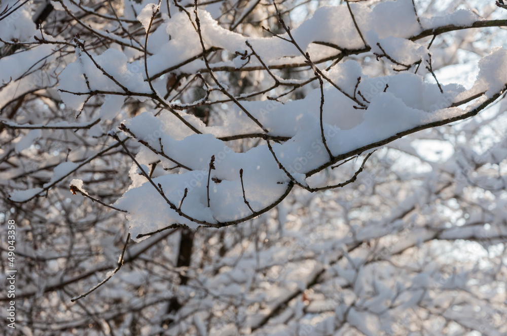 Budding twigs with a thick layer of freshly fallen snow Budding twigs with a thick layer of freshly fallen snow
