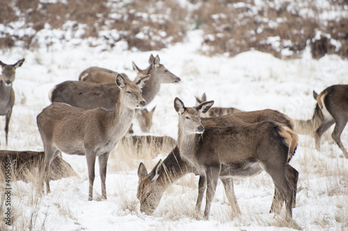 Beautiful image of Fallow Deer and red deer in snow Winter lands