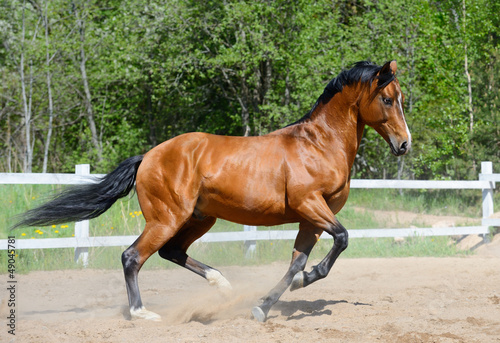 Bay horse of Ukrainian riding breed
